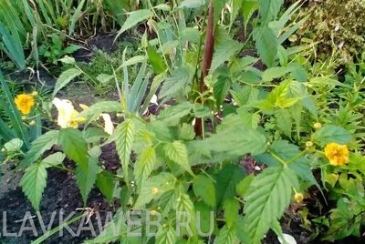 Керрия японская (Kerria japonica)
