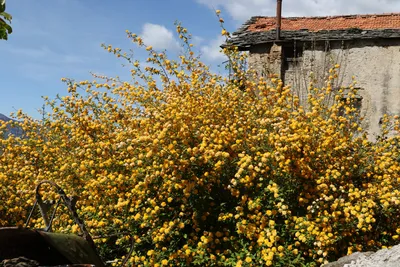 Керрия японская 'Pleniflora', Роза пасхальная, купить в Ростове, Kerria  japonica 'Pleniflora' box, заказать почтой, Кустарники лиственные в  контейнерах Купить растения в Ростове-на-Дону, Интернет-магазин, питомник  растений, хвойные и лиственные ...