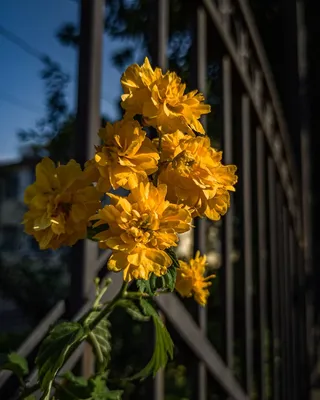 Керия японская Пленифлора - купить саженцы из питомника, цена в  Екатеринбурге