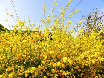 Другие лиственные кустарники Керрия японская Pleniflora (Пленифлора) по  разумной цене - Зеленый сад