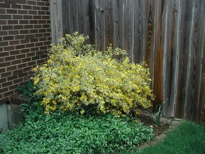 Фотография Керрия японская махровая (Kerria japonica var. pleniflora)  Подмосковье | Фотобанк ГеоФото/GeoPhoto | GetImages Group