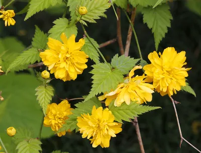 Керрия японская махровая - Kerria japonica var. pleniflora Witte  (Розоцветные — Rosaceae Juss.)