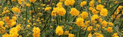 Керрия японская Golden Guinea - Керрия - GardenPlants