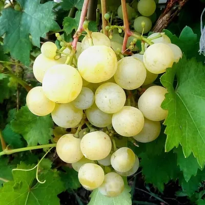 Столовые сорта винограда : Кеша Х Ризамат