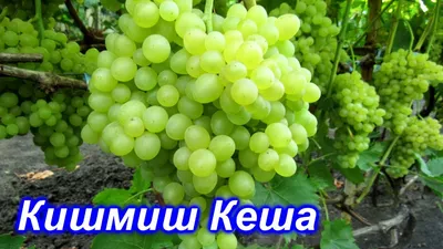 Купить Виноград Кеша, цена 185 ₴ — Prom.ua (ID#784250468)