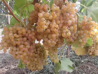 Саженцы винограда сорт Кеша