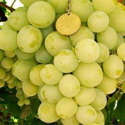 Виноград Кеша - купить саженцы винограда кеша недорого в России в интернет  магазине