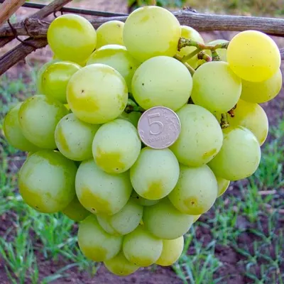 Саженцы винограда Кеша FV-6-5 -