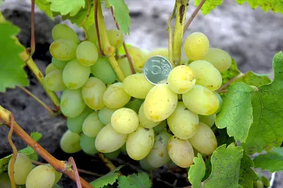 Купить виноград Кеша по доступной цене с доставкой почтой в  интернет-магазине