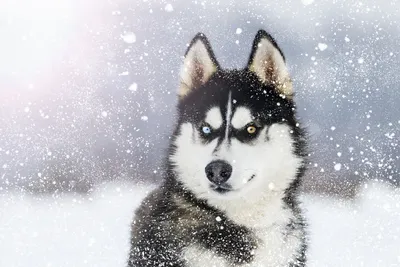Сибирская хаски с разными глазами Стоковое Фото - изображение насчитывающей  собака, осипло: 193847586