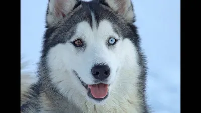 Почему у некоторых хаски разные глаза?(Гетерохромия) | Husky Show | Дзен