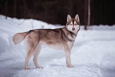 Найдена хаски-мама с разными глазами в Москве | Pet911.ru