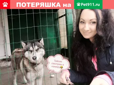 Storm24.media Самое интересное о Якутии и не только - Найден щенок хаски, с разными  глазами, срочно ищу хозяина или отдам в добрые руки. телефон: +79875761043  #якутск | Facebook