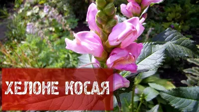 Хелоне косая (Chelone obliqua) купить в blumgarden.ru