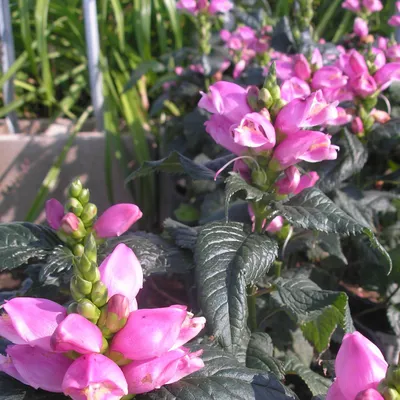 Хелоне косая (Chelone oblique) - «🌿Экзотическое растение из Северной  Америки теперь и в Средней полосе России🌿» | отзывы