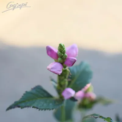 ᐅ Хелоне косая \"Альба\" (Chelone obliqua \"Alba\") купить по цене  производителя ✓доставкой почтой в магазине ❀Пролисок❀ Украина -  Интернет-магазин «Пролисок» - садовые растения почтой