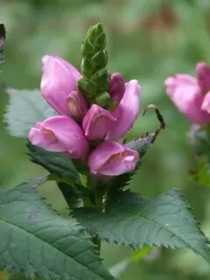 Хелоне косая (Chelone obliqua) - Северная Флора