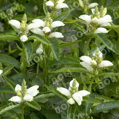 Хелоне косая (Chelone oblique) - «🌿Экзотическое растение из Северной  Америки теперь и в Средней полосе России🌿» | отзывы