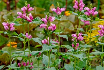 Хелоне косая (Chelone oblique) - «🌿Экзотическое растение из Северной  Америки теперь и в Средней полосе России🌿» | отзывы