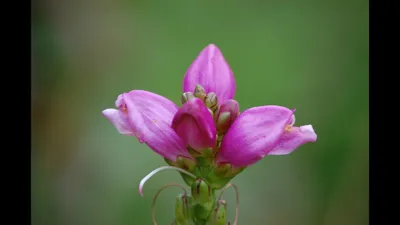 ᐅ Хелоне косая \"Розеа\" (Chelone obliqua \"Rosea\") купить по цене  производителя ✓доставкой почтой в магазине ❀Пролисок❀ Украина -  Интернет-магазин «Пролисок» - садовые растения почтой