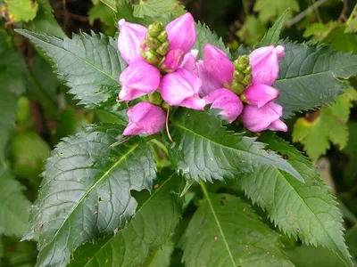 Хелоне косая (Chelone oblique)