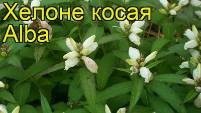 Хелоне - чудесный многолетник! - YouTube