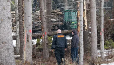 Борьба за сохранение Химкинского леса - последние новости сегодня - РИА  Новости