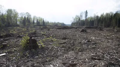 Фото: Химкинский лес, лесной массив, Московская область, городской округ  Химки, Химкинский лес — Яндекс Карты