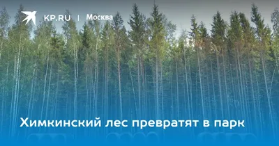 Строительство автодороги через Химкинский лес приостановлено | РИА Новости  Медиабанк
