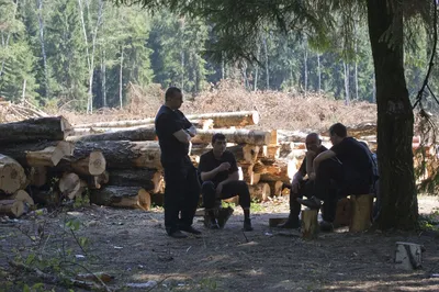 Стало известно, когда начнется \"благоустройство\" Химкинского леса |  Экооборона Московской области