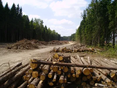 Отзыв о Химкинский лес (Россия, Московская область) | Место для долгих  пеших прогулок