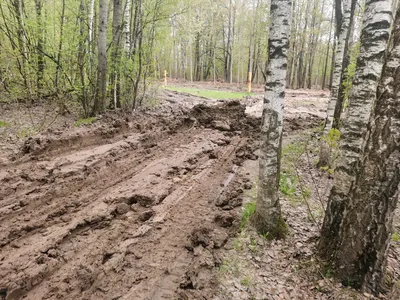 Химкинский лес: борьба продолжается