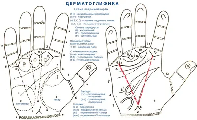 Судьба и характер: что расскажут главные линии на ладони - Оракул -  info.sibnet.ru