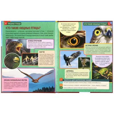Купить Плакат Мозаика-Синтез Хищные птицы по Промокоду SIDEX250 в г. Якутск  + обзор и отзывы - Детские обучающие плакаты в Якутск (Артикул: TXZAROO)
