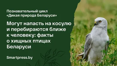 Пернатые хищники и их охрана № 38