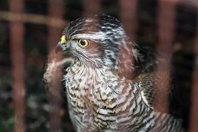 ОСОЕД (Pernis apivorus) - Фауна Беларуси