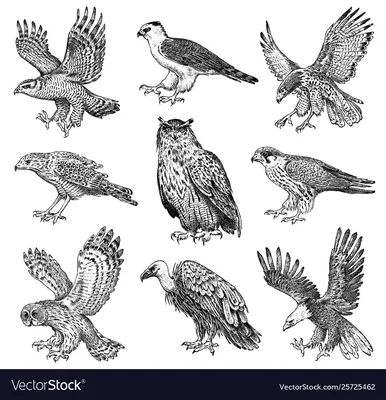 Общий Kestrel, Tinnunculus Falco, маленькие хищные птицы сидя на стволе  дерева, Германии Птицы в среду обитания природы Общий Ke Стоковое  Изображение - изображение насчитывающей перо, природа: 75950037