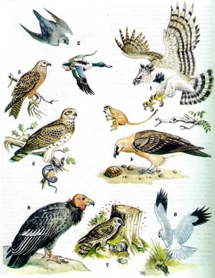 Фотографии - алфавитный определитель русских названий птиц