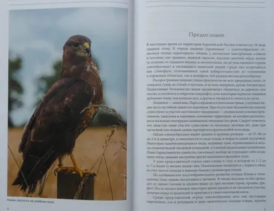 Птицы Подмосковья - фото с названиями и описанием