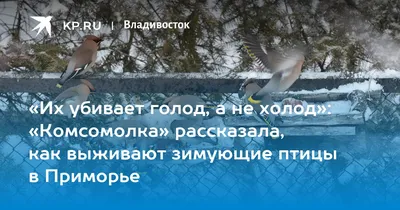 Белохвостые и белоплечие орланы продолжают зимовать во Владивостоке