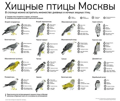Хищные птицы Москвы | Пикабу