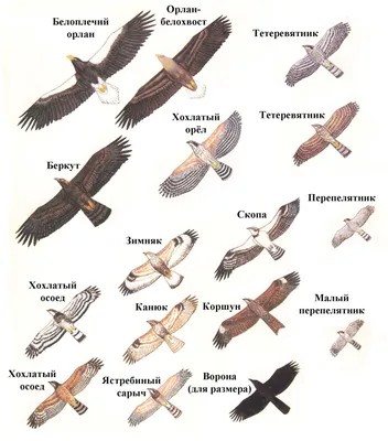 Четвертый очерк - отряд: Соколообразные Falconiformes