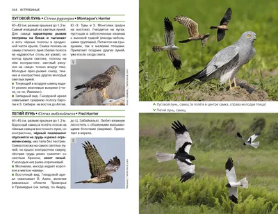 Хищные птицы в ландшафтах Северной Евразии: Современные вызовы и тренды