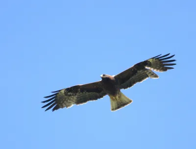 ястреб перепелятник, городские хищники | Wild Nature Photo