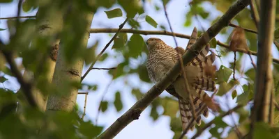 Насколько хищные птицы лесной зоны приспособлены к жизни в лесу? | Летопись  живой природы | Дзен