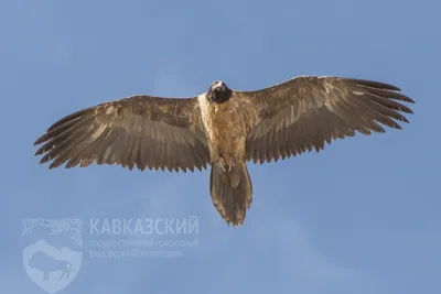 Хищные птицы нашей страны. Часть 3. Орлы. Степной орел. | Пикабу