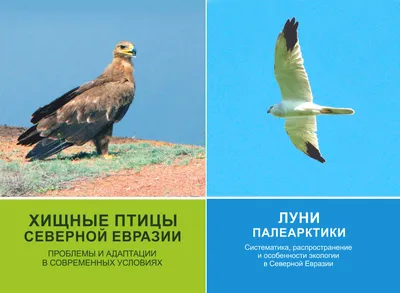 Третьяковский район, Алтайский край, Сайт газеты «Третьяковский вестник», Хищные  птицы Сибири стали жертвами климатических изменений