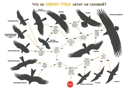 Каких хищных птиц можно встретить в Москве