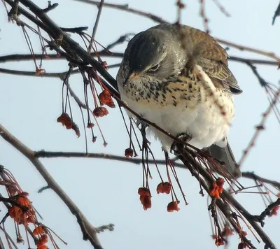 Птицы самарской области - 68 фото