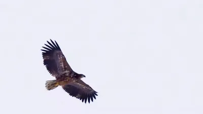 В Самарской области огромный хищник устроил схватку с воронами – Новости  Самары и Самарской области – ГТРК Самара